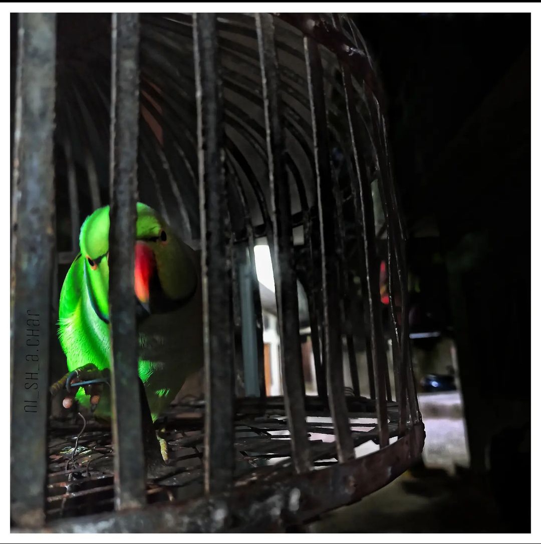 A ringneck parrot photographed through the bars of its cage